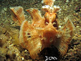 Anilao Paddle Flap Scorpionfish 8