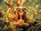 Anilao Paddle Flap Scorpionfish 9