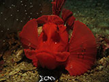 Anilao Paddle Flap Scorpionfish