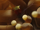 Anilao Popcorn Shrimp with Eggs 2
