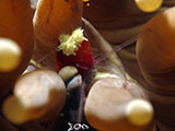 Anilao Popcorn Shrimp with Eggs