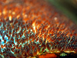 Anilao Clownfish Eggs 10