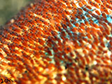 Anilao Clownfish Eggs 12