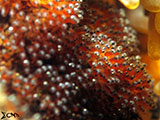 Anilao Clownfish Eggs 13