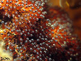Anilao Clownfish Eggs 14