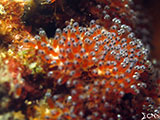 Anilao Clownfish Eggs 15