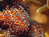 Anilao Clownfish Eggs 16