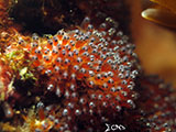 Anilao Clownfish Eggs 17