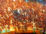 Anilao Clownfish Eggs 3