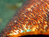 Anilao Clownfish Eggs 7