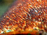 Anilao Clownfish Eggs 8