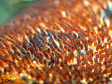 Anilao Clownfish Eggs 9