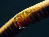 Anilao Goby with Eggs 5