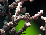 Anilao Pygmy Seahorse 6