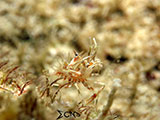 Davao Tiger Shrimp 1