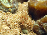 Davao Tiger Shrimp 4