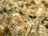 Davao Tiger Shrimp