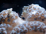 Davao Xenia Soft Coral Shrimp