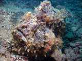 Davao Nudibranch 15