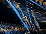 Mactan Cebu Feather Star Shrimp 2