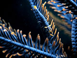 Mactan Cebu Feather Star Shrimp