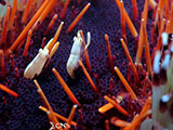 Mactan Cebu Miners Urchin Shrimp 1