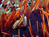 Mactan Cebu Miners Urchin Shrimp 2