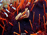 Mactan Cebu Miners Urchin Shrimp 3