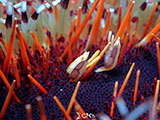 Mactan Cebu Miners Urchin Shrimp 4