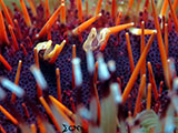 Mactan Cebu Miners Urchin Shrimp 5