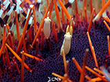 Mactan Cebu Miners Urchin Shrimp