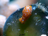 Mactan Cebu Sea Slug 11
