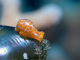 Mactan Cebu Sea Slug 13