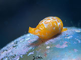Mactan Cebu Sea Slug 14