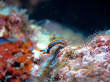Mactan Cebu Sea Slug 2