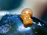 Mactan Cebu Sea Slug 5