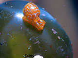 Mactan Cebu Sea Slug 6