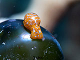 Mactan Cebu Sea Slug 7