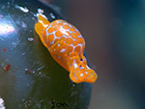 Mactan Cebu Sea Slug 9