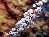 Mactan Cebu Whip Coral Shrimp 1