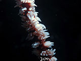 Mactan Cebu Whip Coral Shrimp