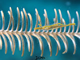 Mactan Cebu Crinoid Shrimp 3
