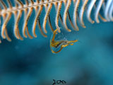 Mactan Cebu Crinoid Shrimp