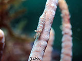 Mactan Cebu Cryptic Sponge Shrimp 1