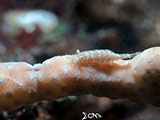 Mactan Cebu Cryptic Sponge Shrimp