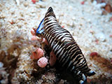 Mactan Cebu Headshield Sea Slug 1