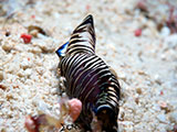 Mactan Cebu Headshield Sea Slug 2