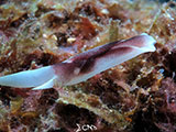 Mactan Cebu Headshield Sea Slug 3