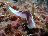 Mactan Cebu Headshield Sea Slug 4