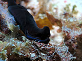 Mactan Cebu Headshield Sea Slug